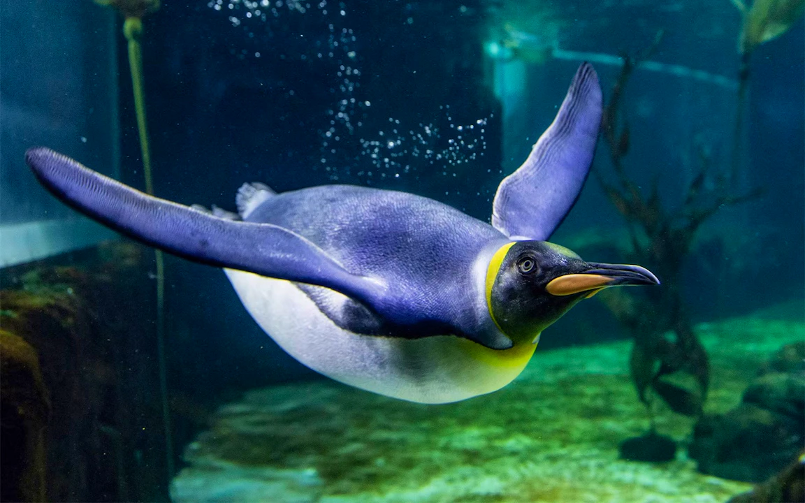 SEA LIFE Sydney Aquarium Tickets